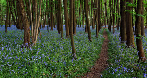 Bluebell Path