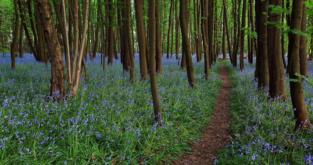 Bluebell Path