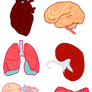 Some organs and I guess the spinal cord and nerves