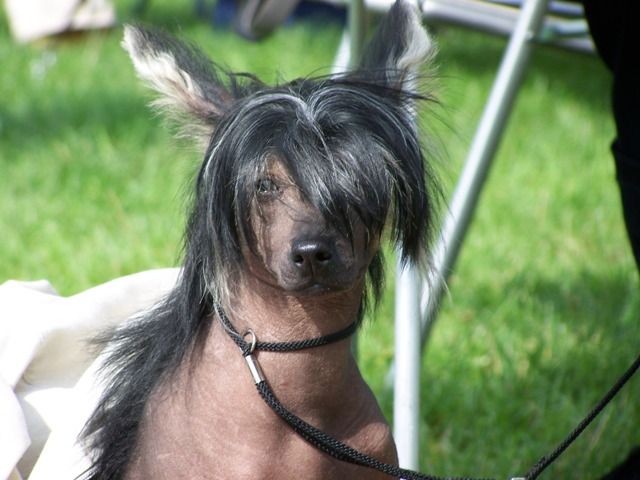 Chinese crested