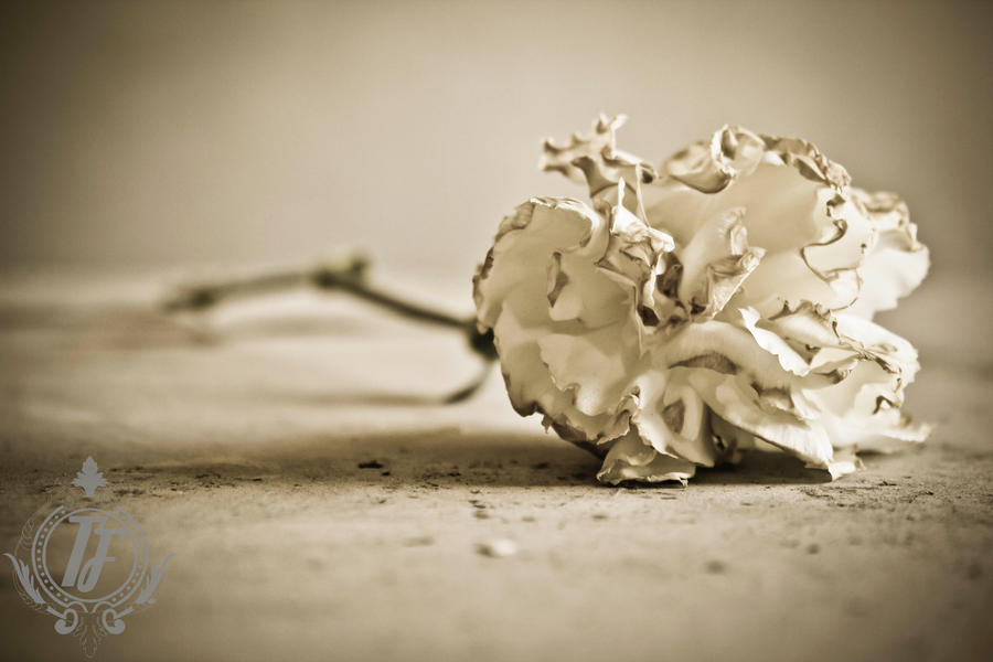 Lost Rose by TaylerFilePhoto on DeviantArt