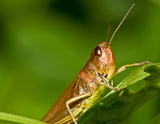 Grasshopper