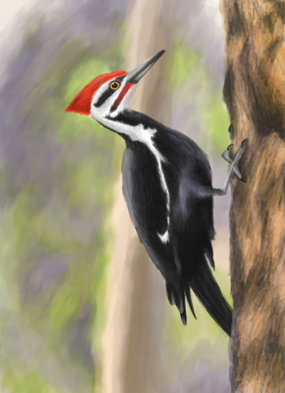 Pileated Woodpecker