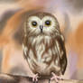 Saw-Whet Owl