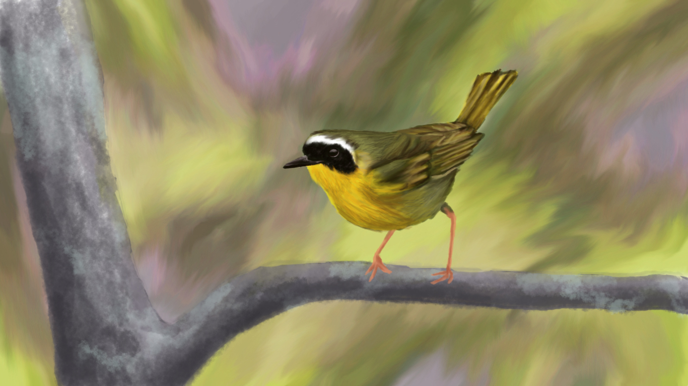 Common Yellowthroat