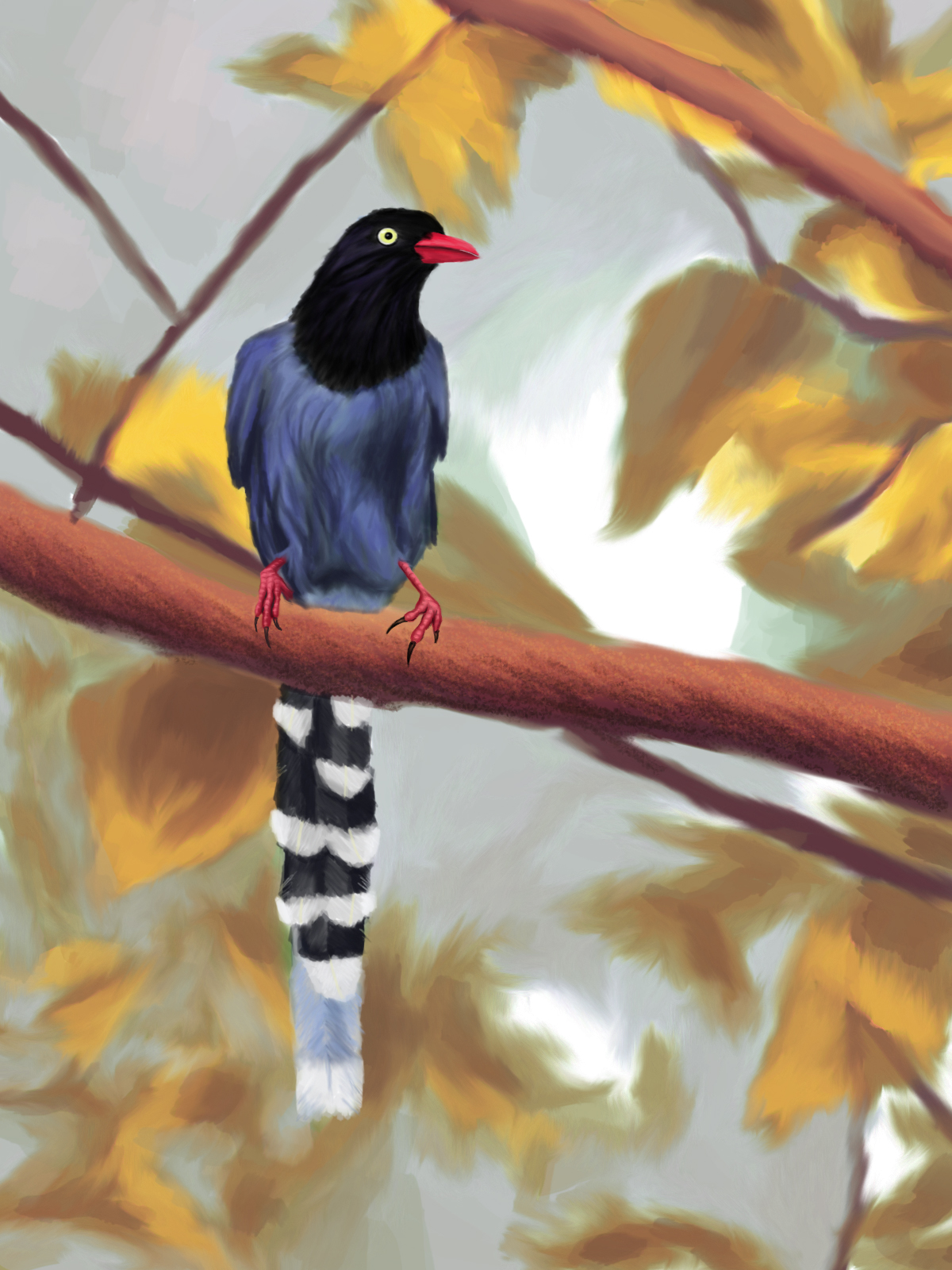 Taiwan Blue Magpie