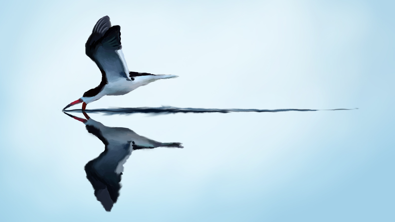 Black Skimmer