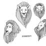 Lions Concept Work