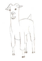 LLAMA