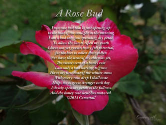 Rose Bud