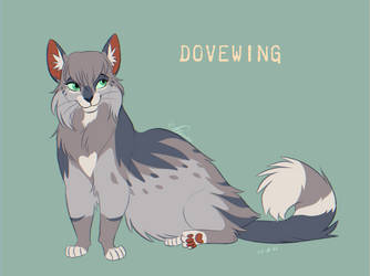 Dovewing design - Warriors Cats