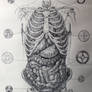 Mechanical Anatomy