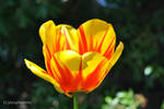that tulip is on fire by xxliquidrainbowxx