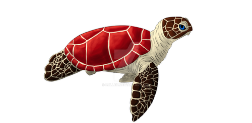 Turtle 2