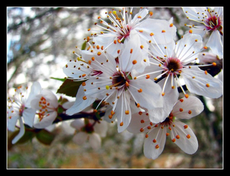 Cherry Blossoms I