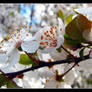 Cherry Blossoms II