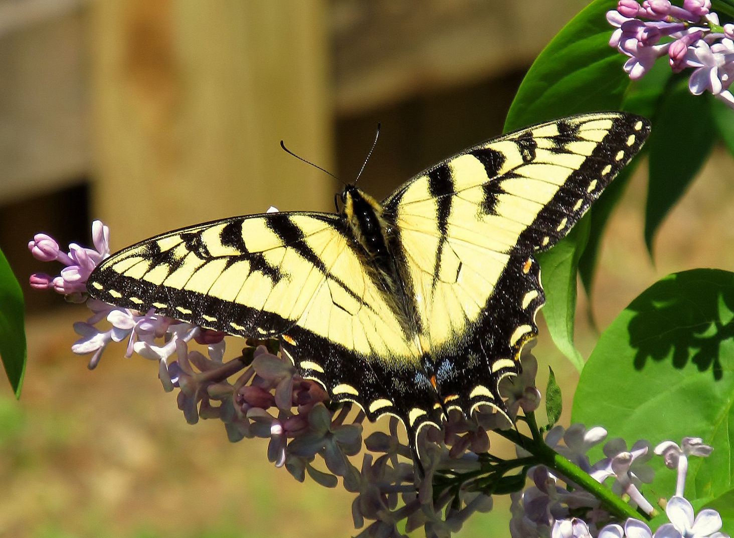 Yellow Beauty