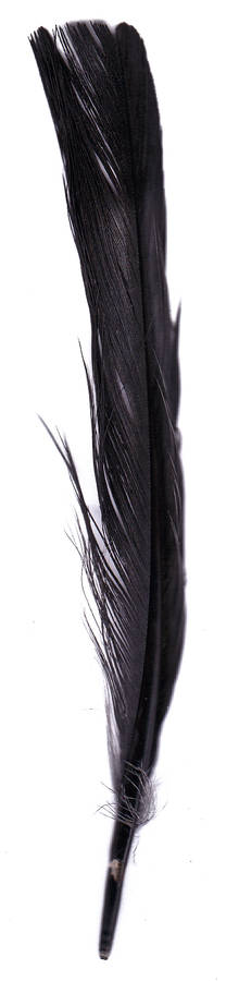 Feather 00033