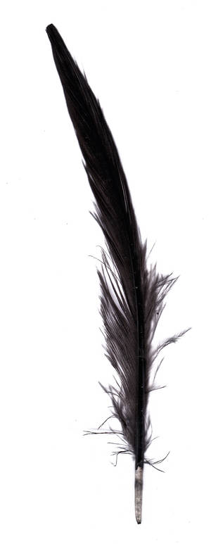 Feather 00038