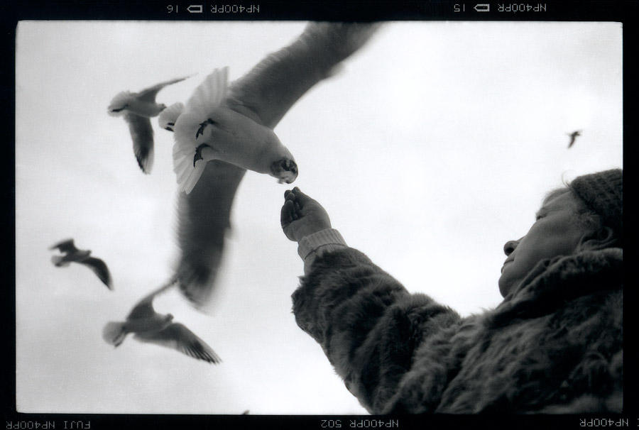 seagulls feeding