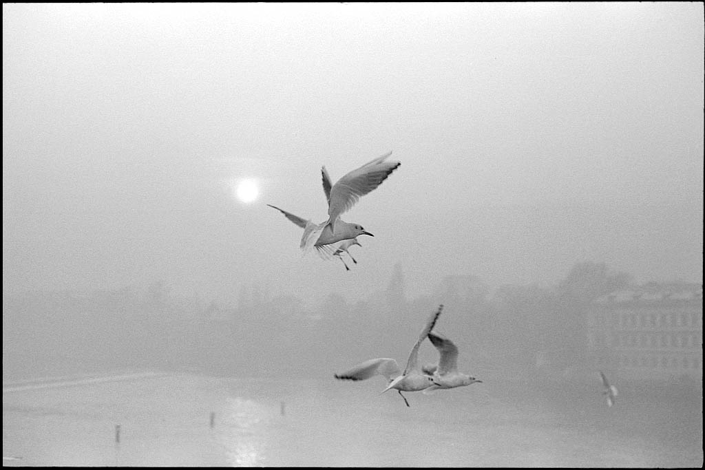 seagulls over karls bridge