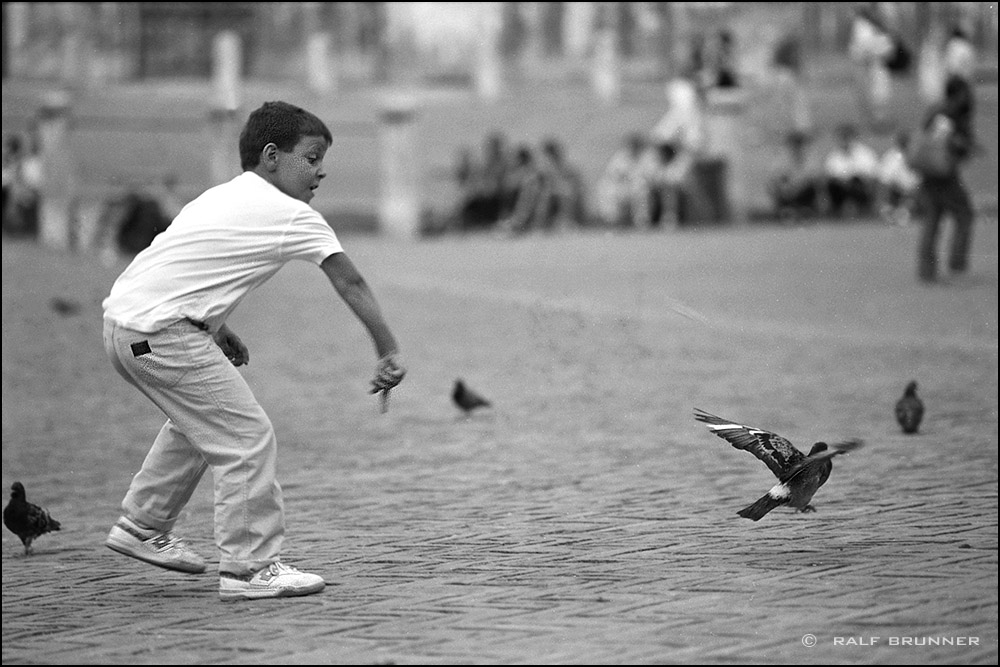 ThePigeonHunter