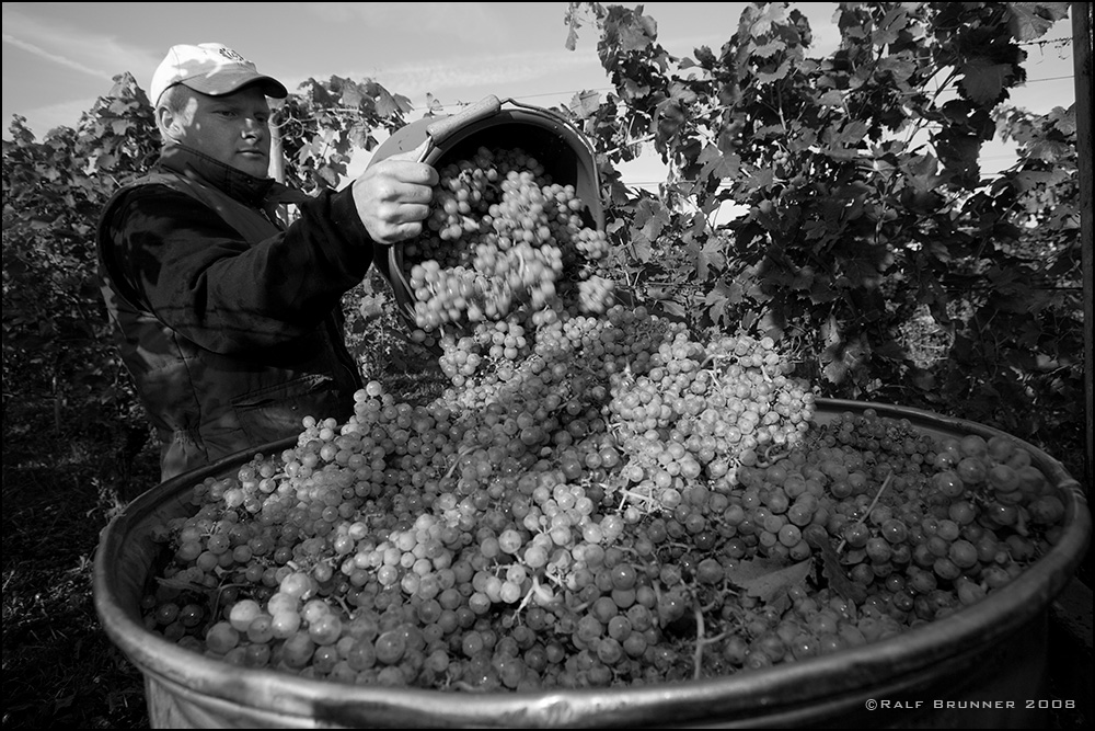 GrapeGathering