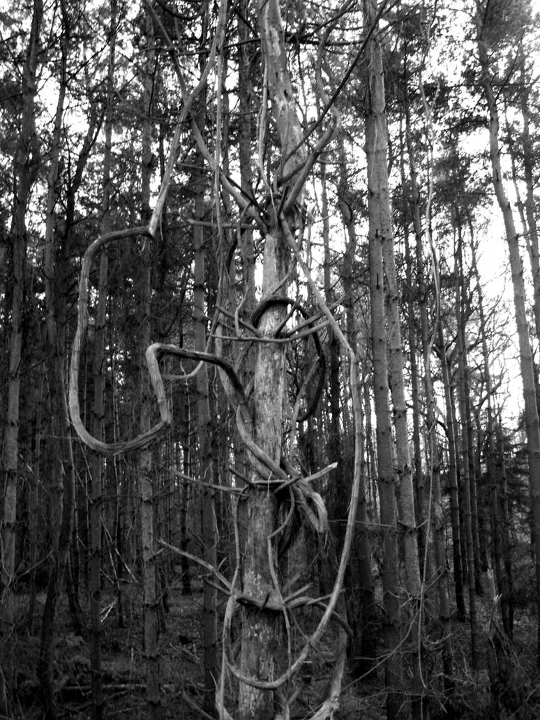 Barb Tree by Theclashoffenris on DeviantArt