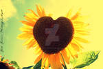A Sunflower's Love by EricaCammer