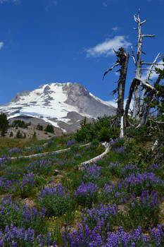 Alpine meadow.  Mount Hood, Oregon