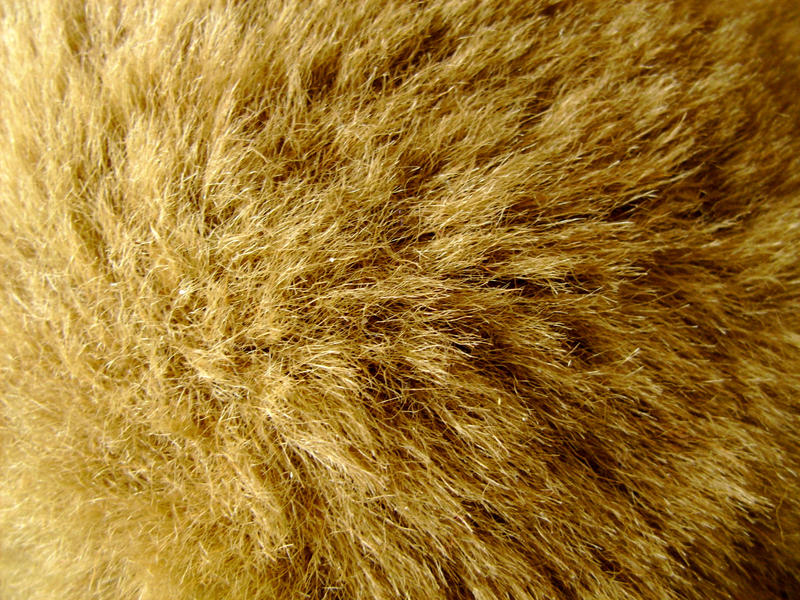 Teddy Bear Fur