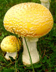 Yellow Mushroom by Stock7000