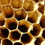 Honey Comb