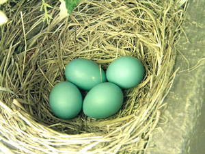 Robin Eggs 1