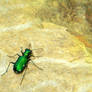 Awesome Tiger Beetle