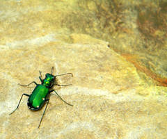 Awesome Tiger Beetle