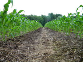 Corn Field 2