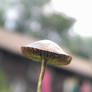 Mushroom Stock 30