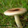 Mushroom Stock 33