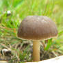 Mushroom Stock 35