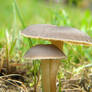 Mushroom Stock 36