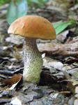 Mushroom Stock 71