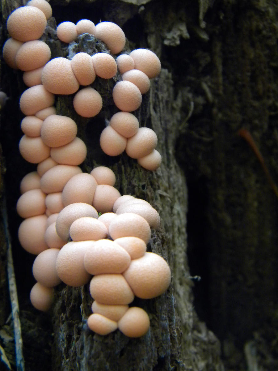 Bubblegum Fungus