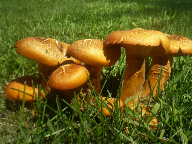 Mushroom 22