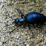 Blue Blister Beetle