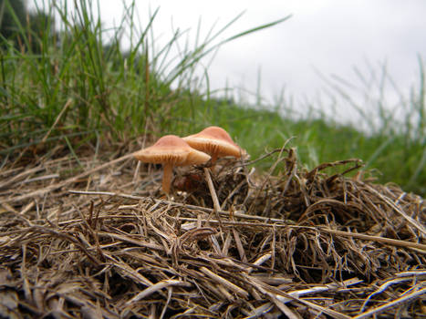 Field of the Fungi