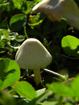 Mushroom season begins
