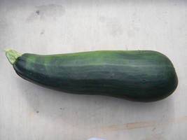 Zuchini 3
