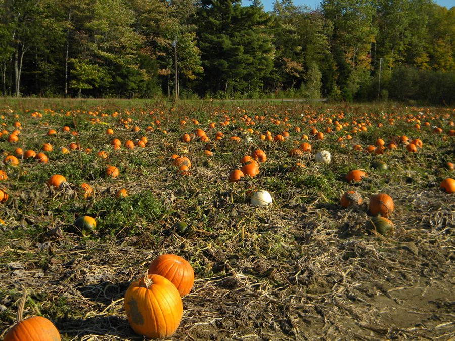 Pumpkin Patch 001