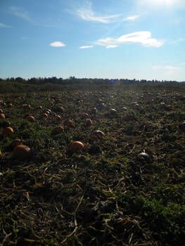Pumpkin Patch 002